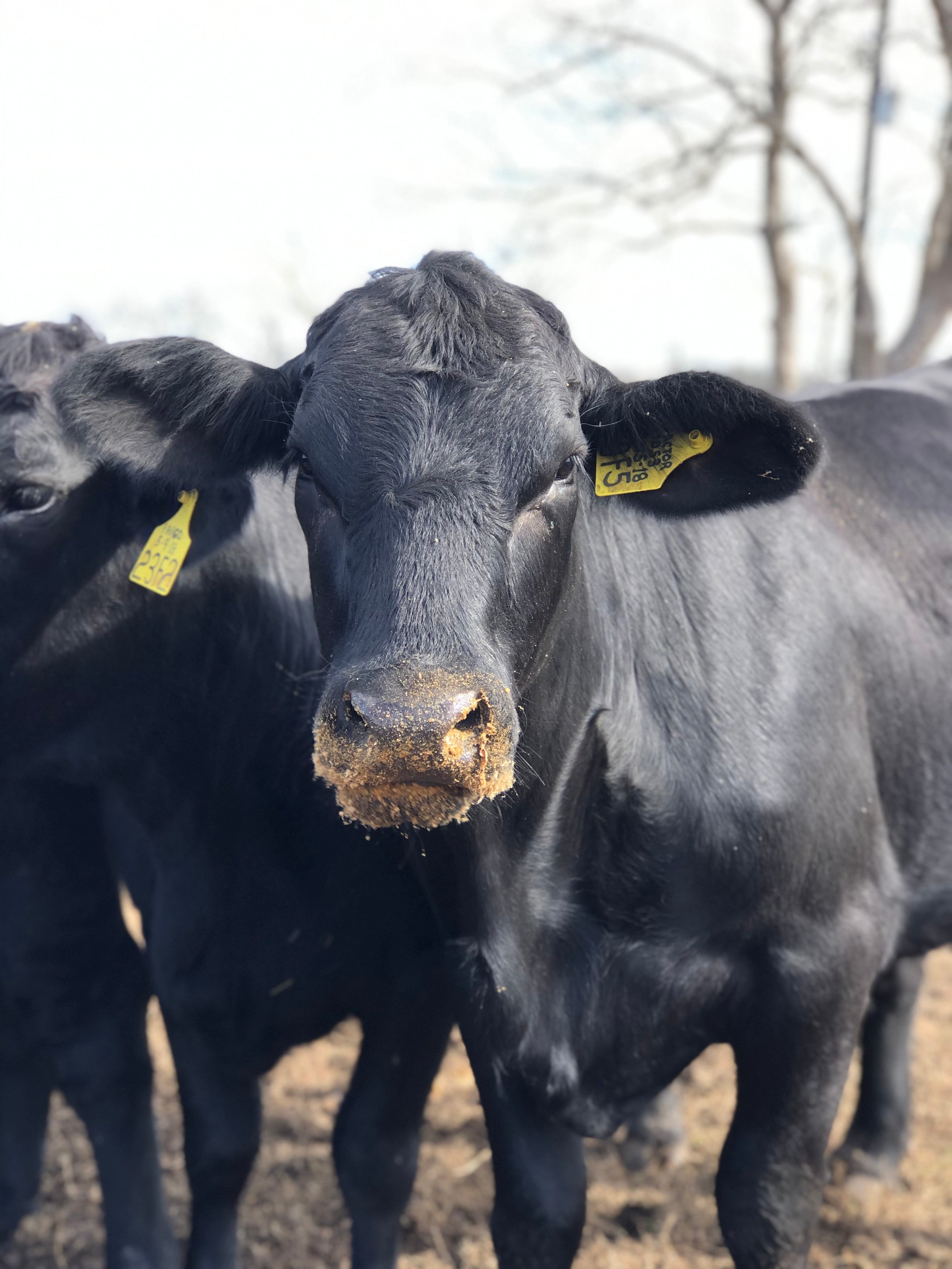 G4 Beef